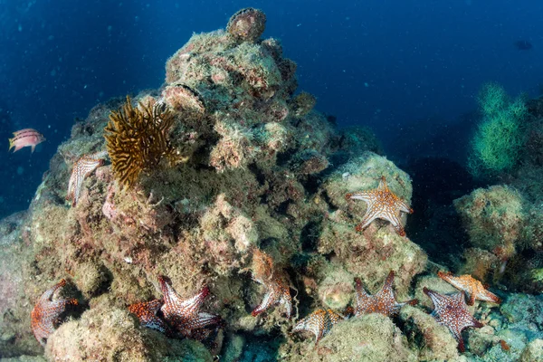 Étoiles de mer dans un paysage sous-marin coloré récif — Photo