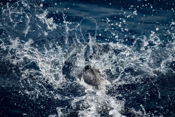 Δελφίνι, ενώ άλμα στο βαθύ μπλε της θάλασσας — Φωτογραφία Αρχείου