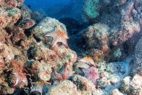 Étoiles de mer dans un paysage sous-marin coloré récif — Photo