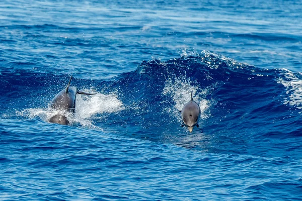 Dolphins while jumping in the deep blue sea — Stock Photo, Image