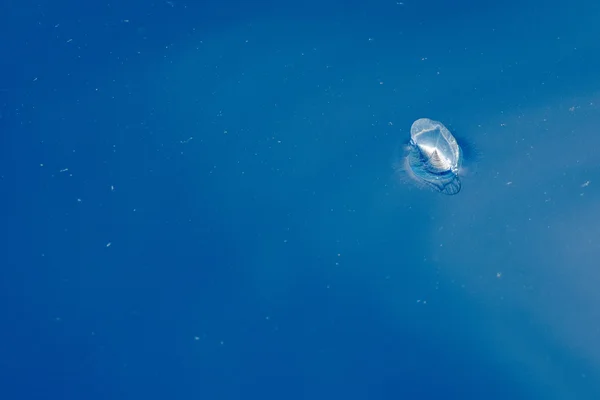 Velella medusa no fundo do mar azul de volta — Fotografia de Stock