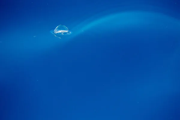 Velella-Quallen auf tiefblauem Meer zurück — Stockfoto