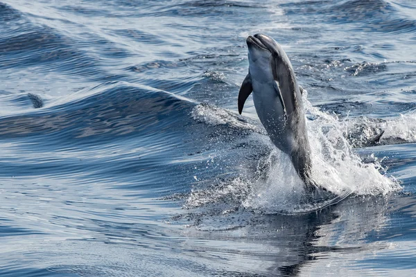 Společný delfín na lyžích mimo oceán — Stock fotografie