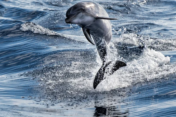 Delphinus delphis skoki poza oceanu — Zdjęcie stockowe