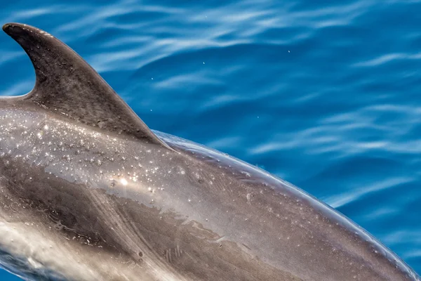 Delfín mientras salta en el mar azul profundo — Foto de Stock