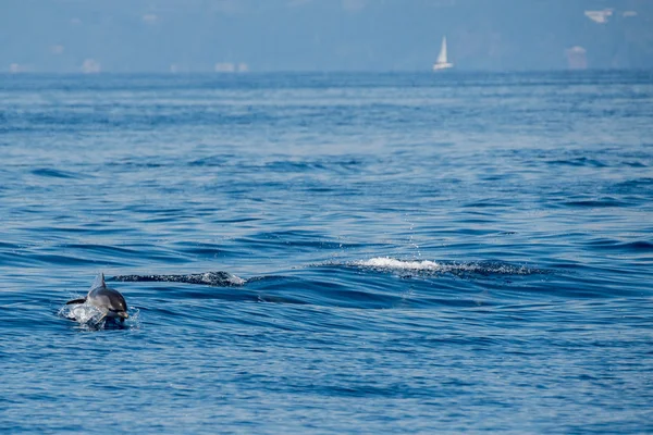 Дельфіни під час стрибків у глибокому синьому морі — стокове фото