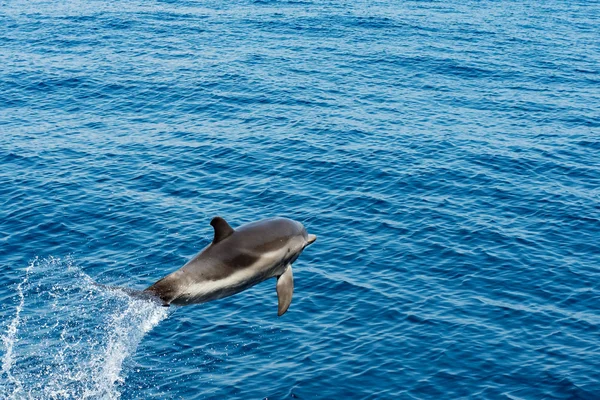 Dolphins while jumping in the deep blue sea — Stock Photo, Image