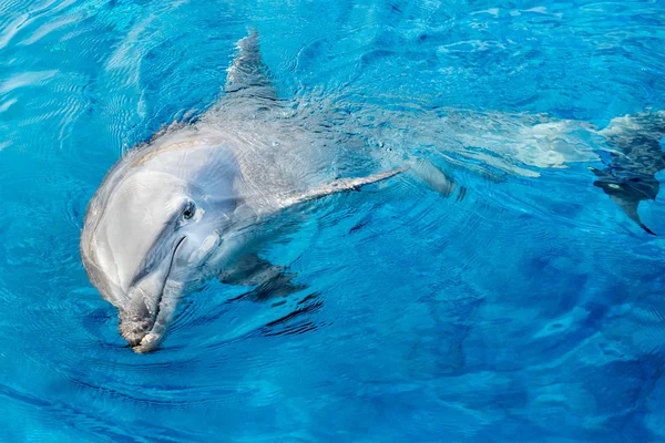 Dolphin usmívající se oko zblízka portrétní detail — Stock fotografie