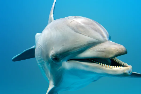 Dolphin smiling eye close up portrait detail — Stock Photo, Image