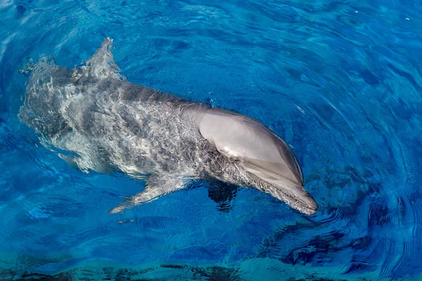 Delfín sonriente ojo de cerca detalle retrato — Foto de Stock