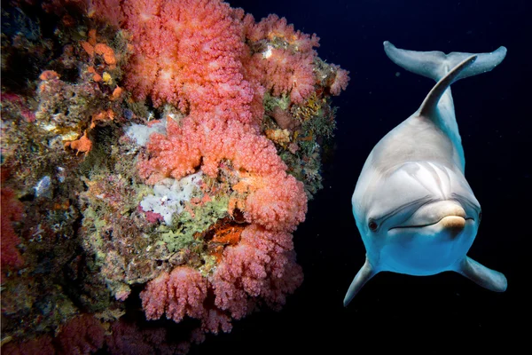 Dolphin underwater on reef close up look — Stock Photo, Image