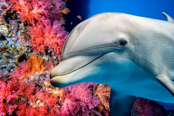海豚水下礁石附近向上看 — 图库照片