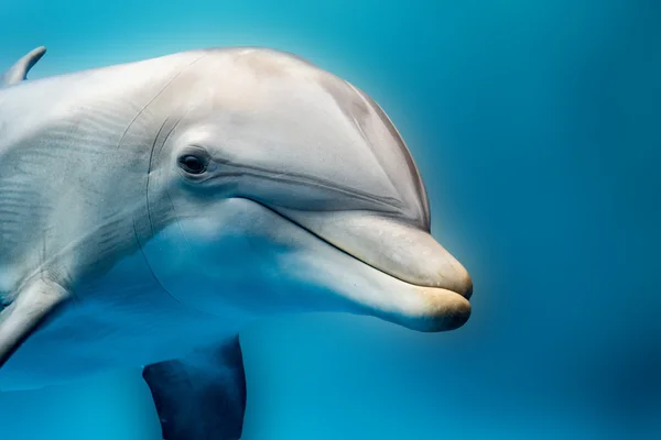 Dolphin usmívající se oko zblízka portrétní detail — Stock fotografie