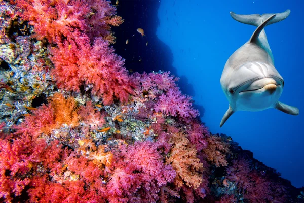 Delphin unter Wasser am Riff aus nächster Nähe — Stockfoto