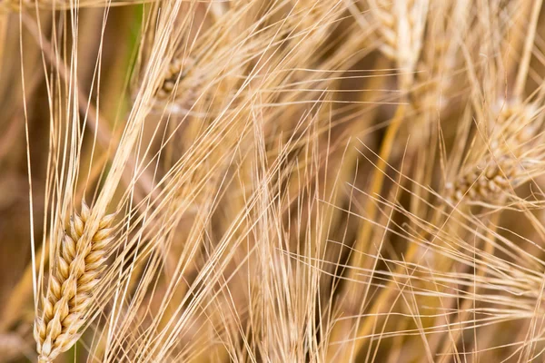 Cabeza de espiga de campo de trigo de grano maduro — Foto de Stock