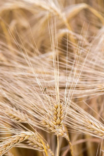 Cabeza de espiga de campo de trigo de grano maduro — Foto de Stock