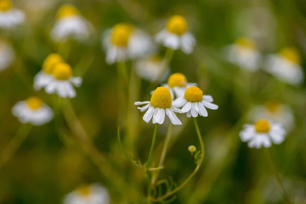 Camomille fleur jaune et blanche sur vert — Photo