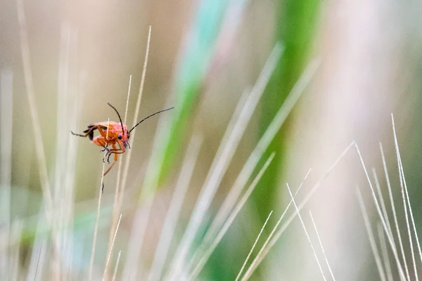 Červené a zelené Cvrček na klas pšenice — Stock fotografie