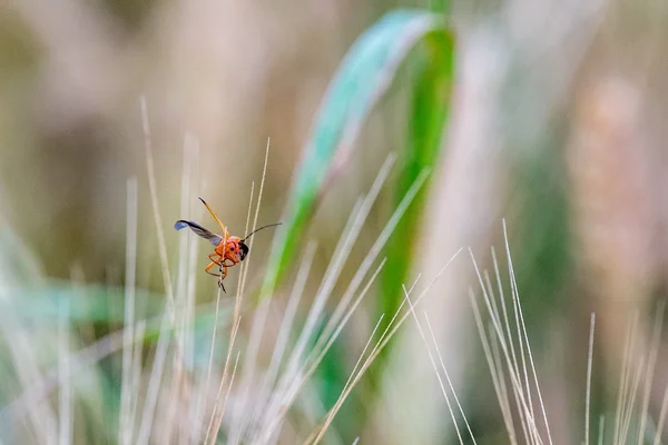 Cricket rouge et vert sur une pointe de blé — Photo