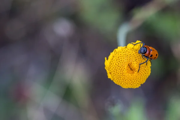 Grilo vermelho e verde na flor de margarida amarela — Fotografia de Stock