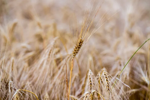 Cabeza de espiga de campo de trigo de grano maduro — Foto de Stock