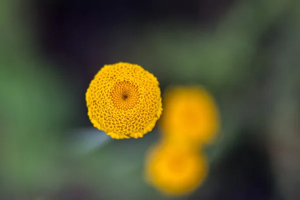Желтый цветок маргаритки желтый и белый на зеленый — стоковое фото