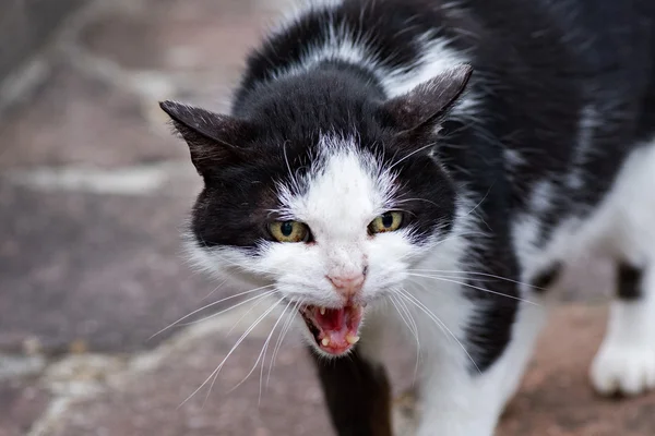 White and black cat ready to attack — Stock Photo, Image