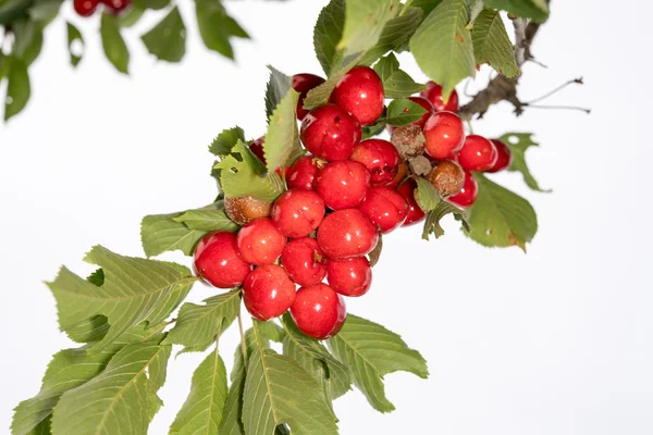 Cerejas vermelhas Fruta madura em uma árvore costas brancas — Fotografia de Stock