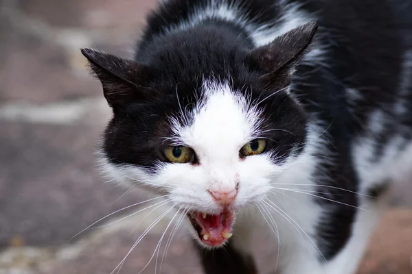 Vita och svarta katt redo att attackera — Stockfoto