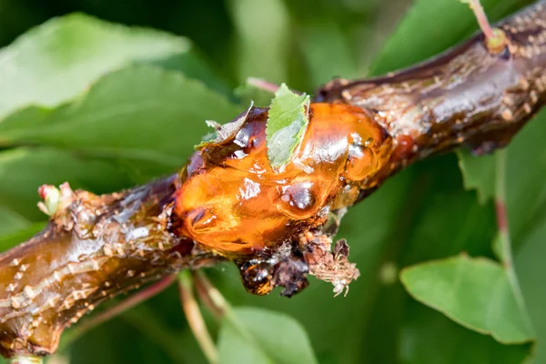 Baum Natur Bernstein Harz Detail Nahaufnahme — Stockfoto