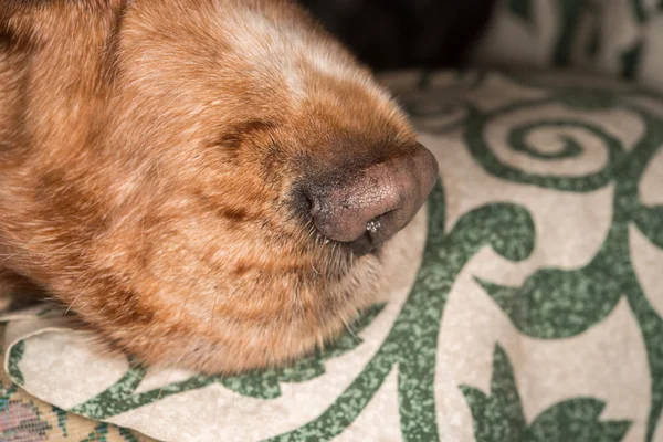 Cachorro perro nariz macro detalle de cerca — Foto de Stock