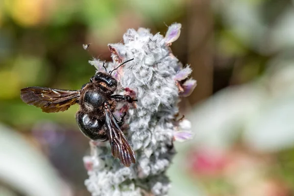 Schwarze Hornisse saugt Pollen aus Lammohr — Stockfoto