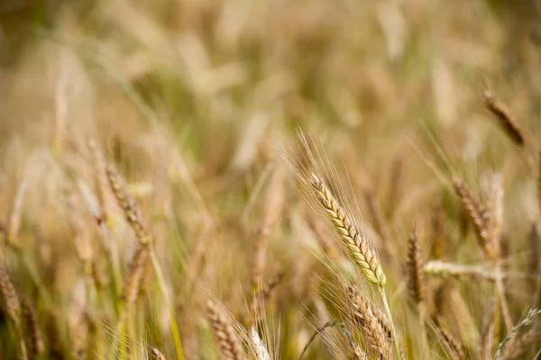 成熟的谷物小麦场穗穗头 — 图库照片