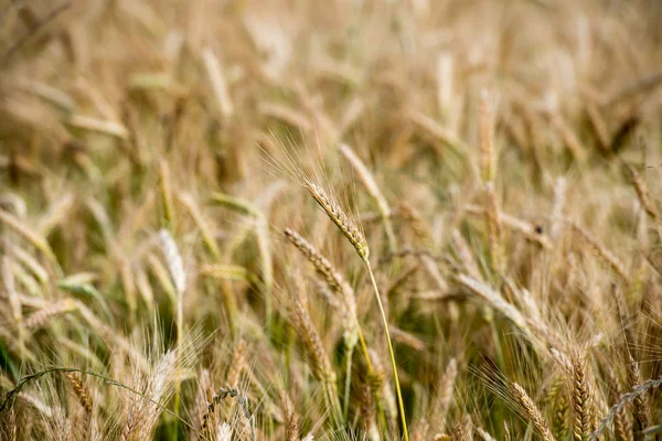 Grão maduro campo de trigo espiga cabeça da orelha — Fotografia de Stock