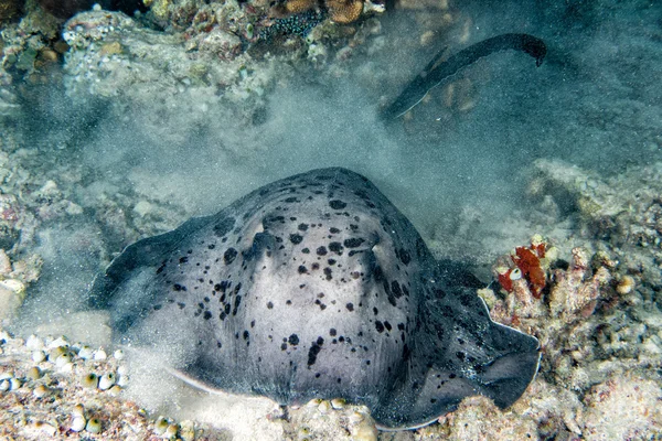 Jätte blackparsnip stingray fisk under nattdyk — Stockfoto