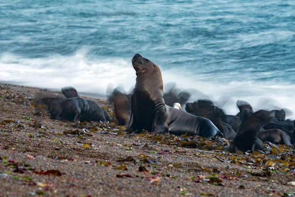 Leone marino sulla spiaggia effetto mossa sfocatura — Foto Stock