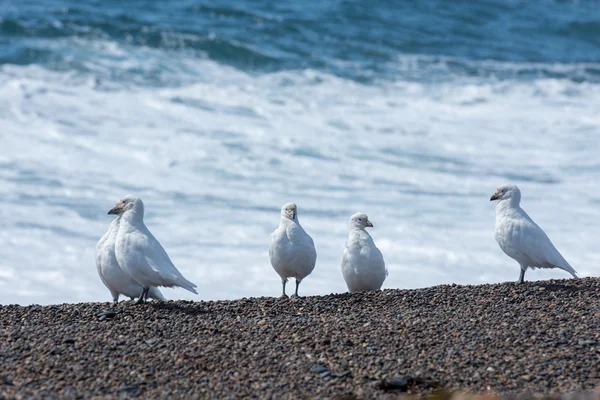 Snöiga sheatbill Paloma Antarktis vit fågel porträtt — Stockfoto