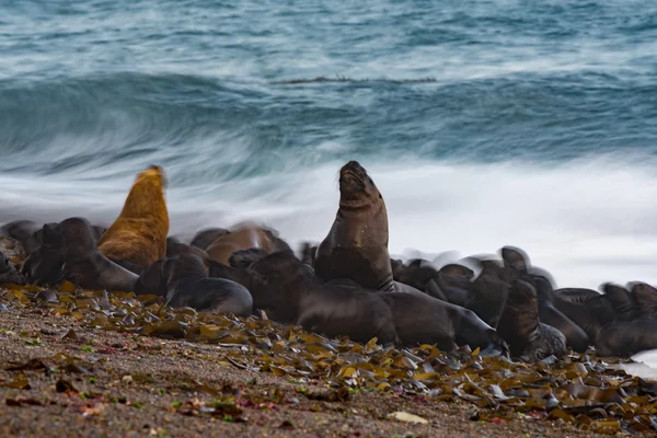Lew morski na plaży rozmycie przenieść efekt — Zdjęcie stockowe