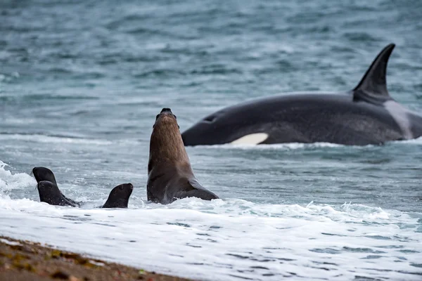 Orca attack a seal on the beach — Stock Photo, Image