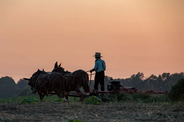 Амиш во время фермерства с лошадьми на закате — стоковое фото