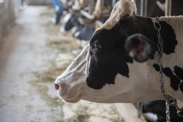 Vacas blancas y negras dentro de la vista estable —  Fotos de Stock