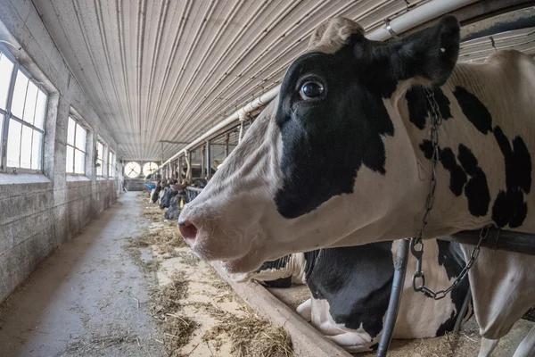 Vacas blancas y negras dentro de la vista estable — Foto de Stock