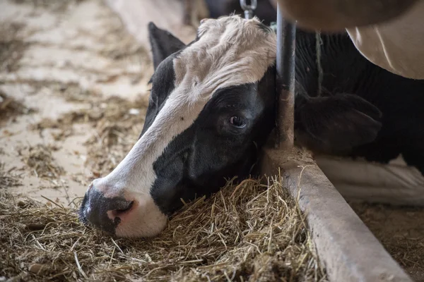 Vaches noires et blanches à l'intérieur vue stable — Photo