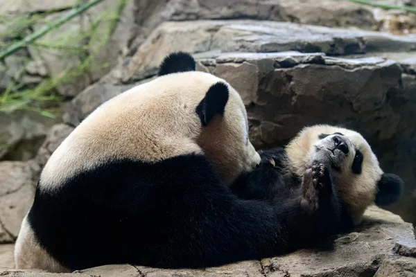 Giant panda newborn baby portrait close up — Stock Photo, Image