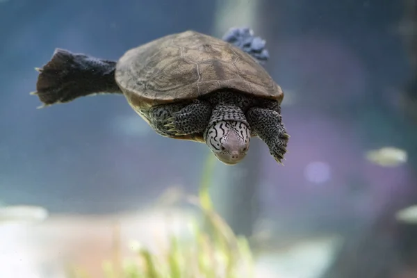 Diamondback tortuga terrapina nadando bajo el agua de cerca —  Fotos de Stock