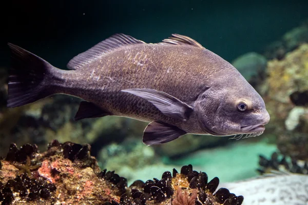 Preto tambor atlântico oceano peixes subaquático de perto — Fotografia de Stock