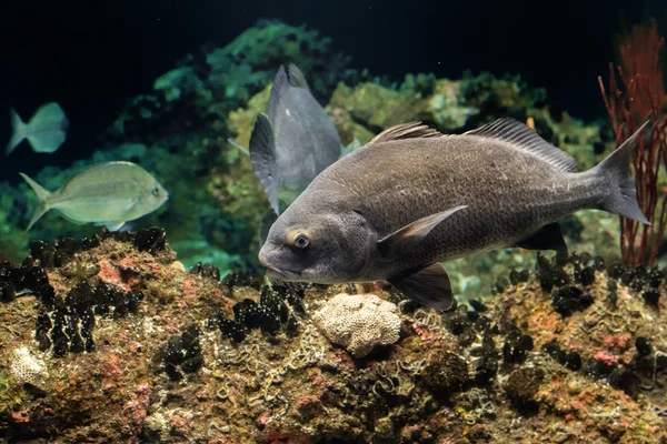 Zwarte trommel Atlantische Oceaan vissen onderwater close-up — Stockfoto