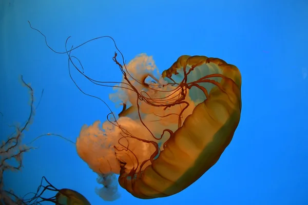 Medúza, tengeri bllue elszigetelt közelről, részlet — Stock Fotó