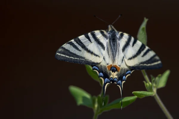 Χελιδόνι ουρά πεταλούδα Μαχάων κοντινό πορτρέτο — Φωτογραφία Αρχείου