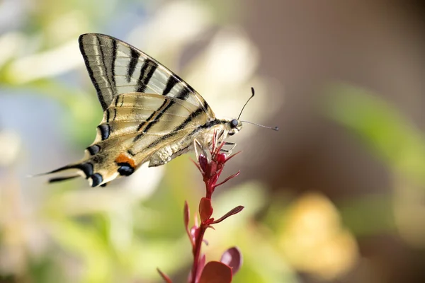 Schwalbenschwanz Schmetterling Machaon Nahaufnahme Porträt — Stockfoto